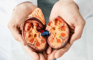 Четири добри работи што мора да ги направите за вашите бубрези