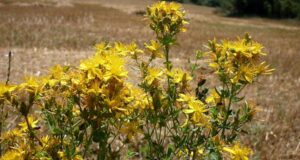 Билни додатоци за олеснување на симптомите на менопауза