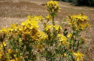 Билни додатоци за олеснување на симптомите на менопауза