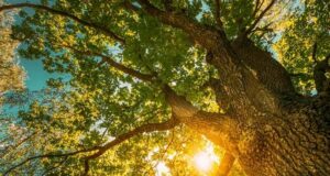 Кората од даб во руската народна медицина