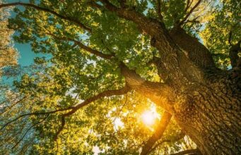 Кората од даб во руската народна медицина