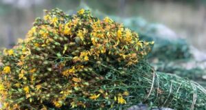 Чај од кантарион против нервоза, топли бранови, депресија