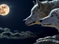 ПРИКАЗНА ЗА ДВАТА ВОЛЦИ: Се чита за 10 секунди, а лекцијата ОСТАНУВА ЗАСЕКОГАШ