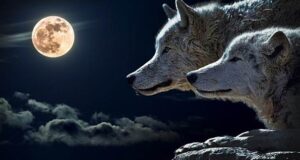 ПРИКАЗНА ЗА ДВАТА ВОЛЦИ: Се чита за 10 секунди, а лекцијата ОСТАНУВА ЗАСЕКОГАШ