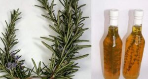 Рузмарин во ракија: Квалитетен третман за грчеви во нозете, болни вени, циркулација