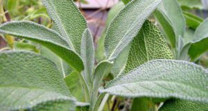 ЦИМЕТ И ЖАРФИЈА КАКО ЛЕК: Запишете ги и зачувајте ги овие три одлични рецепти