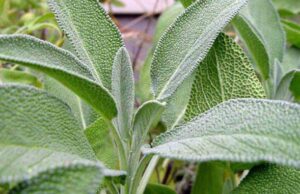 ЦИМЕТ И ЖАРФИЈА КАКО ЛЕК: Запишете ги и зачувајте ги овие три одлични рецепти