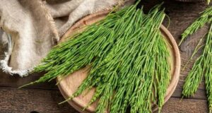 Коњско опавче: растение кое народот го цени затоа што помага при…