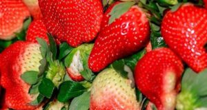 Објавена листа на овошје и зеленчук со најмногу пестициди во САД