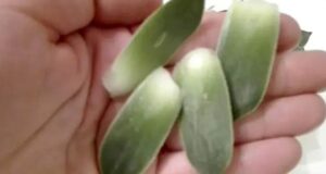 ЈАДЕТЕ ЕДЕН ЛИСТ СЕКОЈ ДЕН – ПРАВИ ЧУДА ВО ТЕЛОТО: Еве како правилно да го искористите…