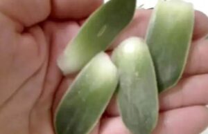 ЈАДЕТЕ ЕДЕН ЛИСТ СЕКОЈ ДЕН – ПРАВИ ЧУДА ВО ТЕЛОТО: Еве како правилно да го искористите…