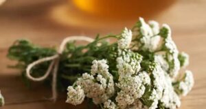 Ајдучка трева: Употреба во хербалната медицина и готвењето