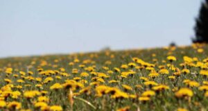 „АКО САКАТЕ ДА СПРЕЧИТЕ БОЛЕСТИ, ЈАДЕТЕ ШТО ЈАДЕЛЕ НАШИТЕ ПРЕДЦИ“: Совет од ендокринолог