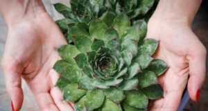 Еден месец секој ден јадела лист од чувар куќа! Доживеала неверојатни промени, еве што се случи со нејзиното тело