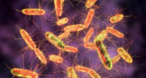 Кои се најчестите симптоми на САЛМОНЕЛАТА? Оваа бактерија не се пренесува само преку храната, а еве како сигурно да ја уништите