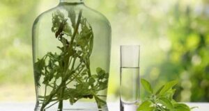 РАКИЈАТА СО ЖАЛФИЈА Е ПОСИЛНА ОД КОЈА БИЛО ХЕМИЈА: Зачувајте ги овие 3 рецепти за вашето здравје