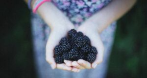 Малините и капините се најпотценети плодови: Погледнете кои болести можете да ги отстраните со нивна помош