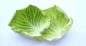 Лековити својства на облогите од зелка: Како зелката може да помогне во вашето здравје