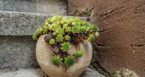 Секој треба да засади чуваркуќа: Вака помага на здравјето