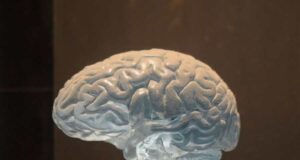 Храна која го одржува умот бистар – треба да се јаде секој ден