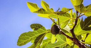 Ако имате смоква во вашиот двор, искористете ги и нејзините лисја: Еве како се може да ви помогне