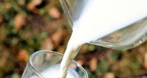 Еве како козјото млеко се разликува од кравјото и кој треба да го пие