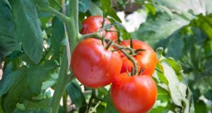 Откриена прехранбена состојка која може значително да го продолжи животот