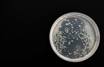 Осумте најопасни бактерии отпорни на антибиотици