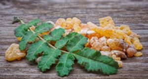 Древното растение темјан: 7 докажани придобивки според неодамнешните истражувања