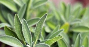 Оваа билка е најсилниот антибиотик во природата