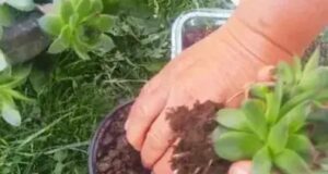 Наутро пред кафе изедете ЛИСТ ЧУВАРКУЌА – Познат српски билкар советува за што е добар