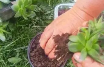 Наутро пред кафе изедете ЛИСТ ЧУВАРКУЌА – Познат српски билкар советува за што е добар