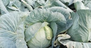 Ставете лист зелка на градите преку ноќ! Наутро ќе почувствувате олеснување од проблем кој долго ве мачи