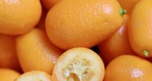 Прекрасниот цитрус е вистинска нутритивна бомба. Дали сте слушнале за кумкват?
