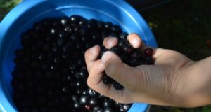 Како да го направите најздравиот сок на светот: Го зајакнува организмот, ја подобрува крвната слика и видот