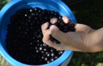 Како да го направите најздравиот сок на светот: Го зајакнува организмот, ја подобрува крвната слика и видот