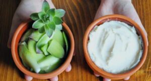 МЕЛЕМ ЗА МНОГУ ПРОБЛЕМИ: Еве како да направите маст од ЧУВАР КУЌА…