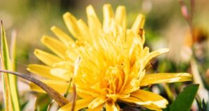 Ова одлично растение ги топи мастите, ги чисти токсините и го намалува шеќерот: Се наоѓа насекаде и е вистинско богатство на природата