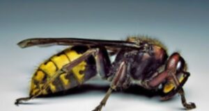 „Ставете го ова веднаш во уста…“: Доктор објасни што да се прави во случај на каснување од стршлен, првите 5 минути се клучни