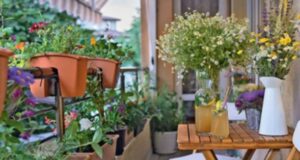 Со оваа напивка- растенијата цветаат обилно и растат како луди