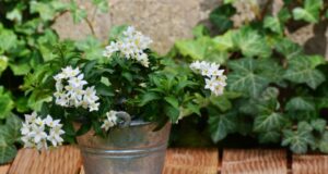 Крај на стресот и депресијата: Мирисот на ова растение делува како седатив, без никакви несакани ефекти