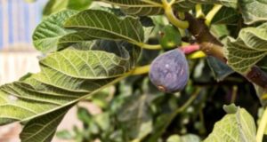 Дали имате смоква во вашиот двор: Нејзините лисја се лек над лековите, еве како да ги искористите максимално