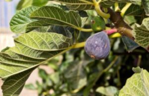 Дали имате смоква во вашиот двор: Нејзините лисја се лек над лековите, еве како да ги искористите максимално