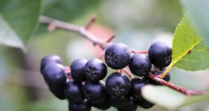 Нема помоќен природен лек на светот од овој: Го штити срцето, го зајакнува имунитетот, го чисти црниот дроб и го подмладува целиот организам