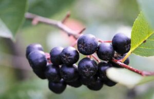 Нема помоќен природен лек на светот од овој: Го штити срцето, го зајакнува имунитетот, го чисти црниот дроб и го подмладува целиот организам