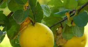 Најдобриот чај: Надуеноста брзо исчезнува, а цревата работат како часовник