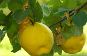 Најдобриот чај: Надуеноста брзо исчезнува, а цревата работат како часовник