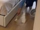 Исчистете ги фугите на подот и вратете го нивниот оригинален сјај со една ефикасна состојка