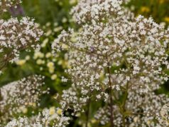 Крај на стресот и несоницата: Пијте чај направен од едно растение секоја вечер за најдобар можен сон