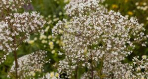 Крај на стресот и несоницата: Пијте чај направен од едно растение секоја вечер за најдобар можен сон